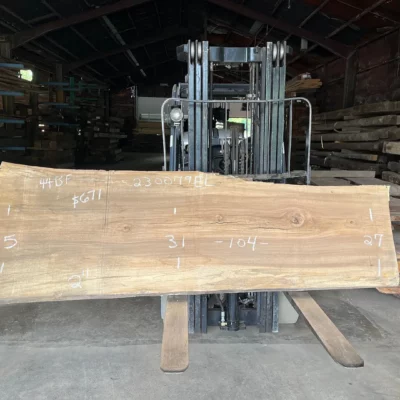 Elm Slab 230079