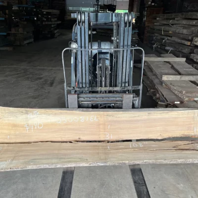 Elm Slab 230081