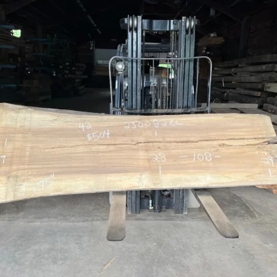 Elm Slab 230082