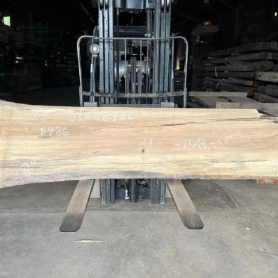 Elm Slab 230084