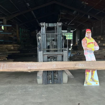 Walnut Slab 230231
