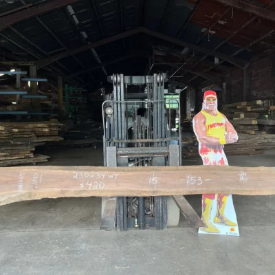 Walnut Slab 230234