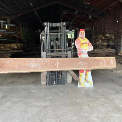 Walnut Slab 230236