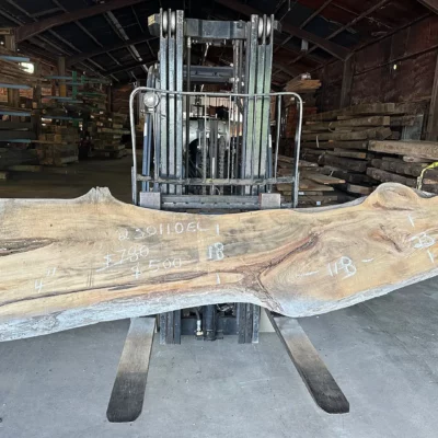 Elm Slab 230110