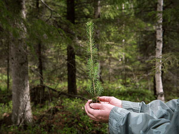 hands holding new tree to plant with forest in background